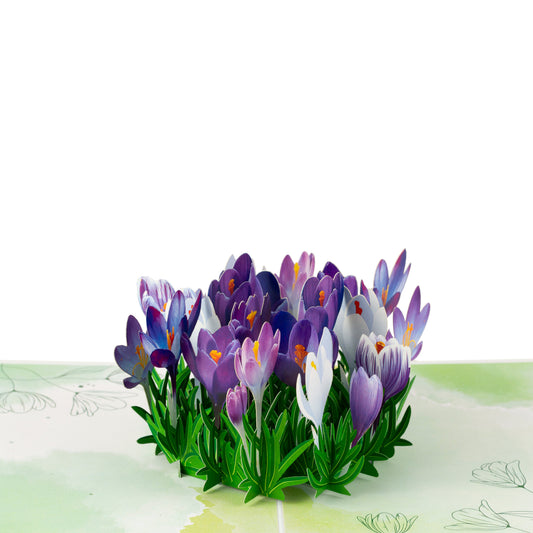 Crocus Flower Pop Up Greeting Card