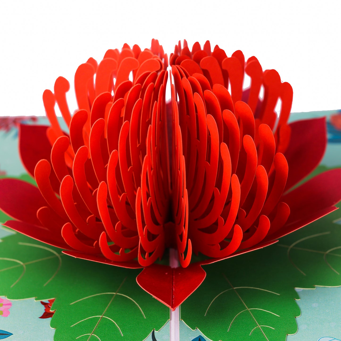 Waratah Flower